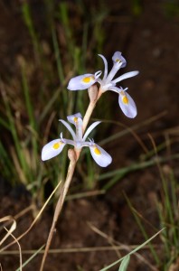 Bloutulp (Moraea thomsonii) – Our own wild iris