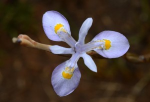 Bloutulp (Moraea thomsonii)