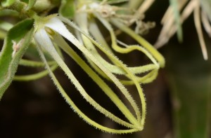 Birdcage Flower (Brachystelma circinatum)