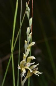 Patrysuintjie (Gladeolus permeabilis)