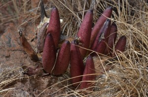 Platvoetaasblom (Brachystelma barberiae) – The seedpods of the “platvoetaasblom”