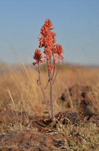 Aloe greatheadii var. davyana