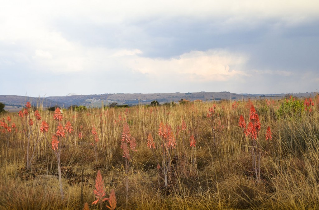 african grassland flowers