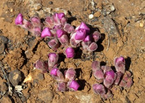Harveya pumila buds pushing throgh the hard soil