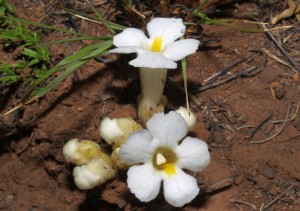 This yellow variety of H. pumila was growing among several of the pink plants. It is, however, in contrast with the yellow Magaliesberg plants, it is obvious that this white plant has none of the pink colouring in any part of the flower