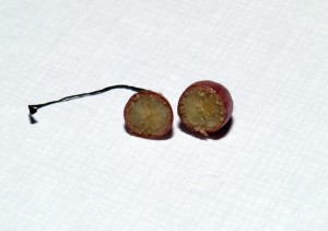 A H. pumila fruit cut open to reveal the small seeds inside