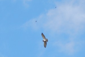 Go away, little birds, or I will plunder your nests!!! Black-Chested Snake Eagle being harassed by smaller birds