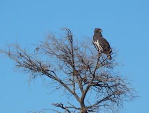 Black-Chested Snake Eagle (Circaetus pectoralis)