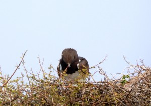 You okay, Little Wing? Henrietta talking to her chick...