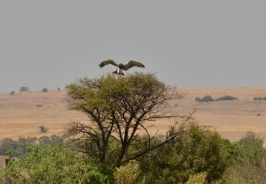 Sierra Foxtrot, this is Eagle One coming in to land - Do you copy?