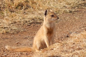 Yellow Mongoose