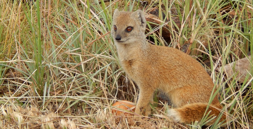 Yellow Mongoose