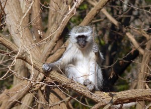 Vervet Monkey