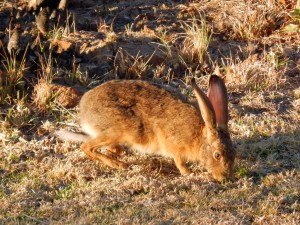 Scrub Hare