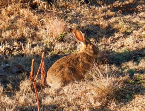 Scrub Hare