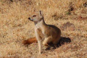 Yellow Mongoose