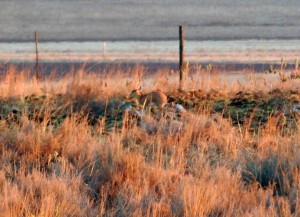 Steenbok grazing very early in the morning