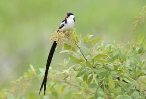 Pin-tailed Whydah male (50)