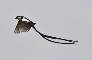 Pin-tailed Whydah male in flight (50)