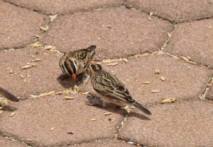 Two Pin-tailed Whydah females (50)