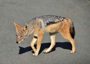 Black-backed jackhal (Photo not taken at Estate)