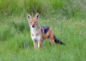 Black-backed jackhal (Photo not taken at Estate)