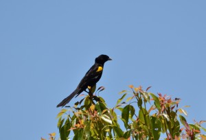 White-winged Widowbird (Wirvlerkflap) (62)