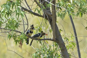 Mr and Mrs Crested Barbet