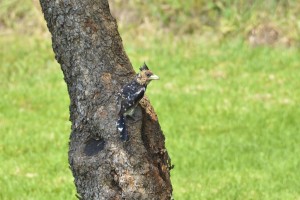 Crested Barbet. Note how its colours blend in with the sun, shade and bark of the tree!