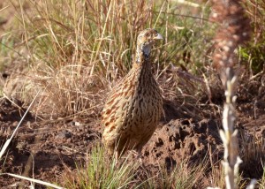 Orange River Francolin (64)