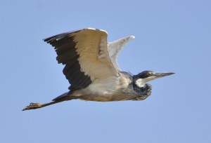 Black-headed Heron in flight (21)