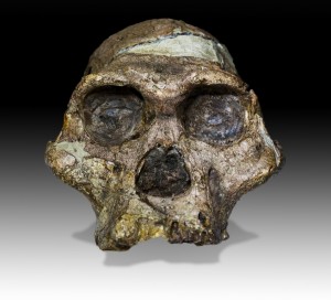 The skull of "Mrs. Ples" (Plesianthropus transvaalensis), found as a direct result of calcite mining at the Sterkfontein Cave (Photo courtesy Wikipedia) 