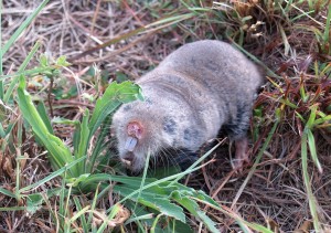 Common Mole Rat