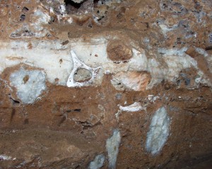 A fossilised vertebra, with some cave formations were captured in this mass of breccia in a cave adjacent to our Estate