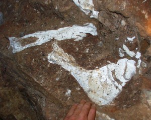 Bones of a large animal embedded in this breccia in a cave near our estate