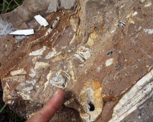 Bones and mammal's teeth in the breccia of a cave adjacent to our Estate