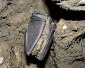 Geoffroy's Horseshoe Bat