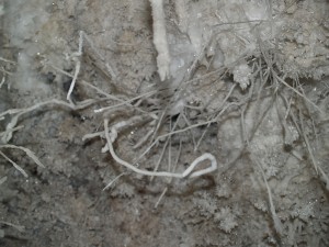 These helictites, growing from a crystal-encrusted wall in Wind Gat Cave, demonstrate that gravity has no role to play in the direction in which they grow