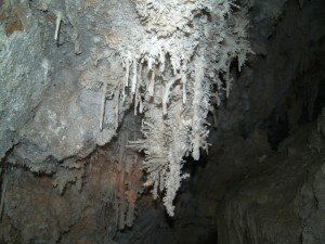 These stalactites in Wind Gat Cave are the hosts for a myriad of helictites growing in manners that seemingly defy gravity