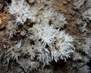 Wind Gat Cave do not have bare walls. Everywhere the walls are simply encrusted with these calcite crystals