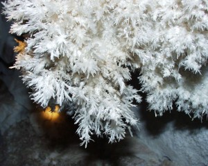 Crystals resembling the leaves of a fern encrusting large parts of Wind Gat Cave