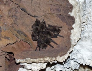 Cape Serotine Bat