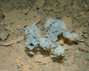 A delicate raft formed from a supersaturated calcium carbonate cave pool in the Sterkfontein Quarry Cave. Although the raft is heavier than the water on which it floats, surface tension forces will keep it afloat until it eventually it sinks to the bottom, joining the many other rafts (orangey-coloured) as can be seen in this photo