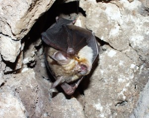 Geoffroy's Horseshoe Bat