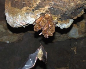 Yellow House Bat