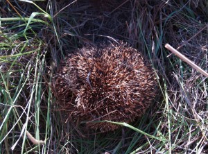 Hedgehog