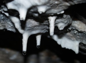 Tiny stalactites of about 3 cm long, which have reformed from the ceiling of a cave near our Estate. This cave was mined in the late 1800s and all stalactites were removed. The length of these new stalactites supports the assumption that cave formations grow at a rate of approximately 2.5 cm per century 